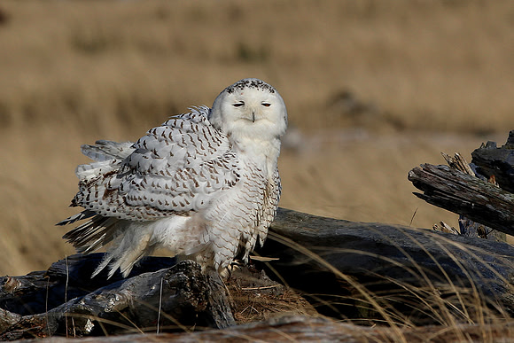 Snowy Owl