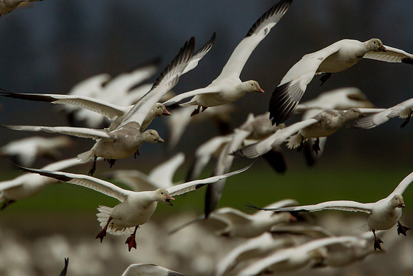 Snow Geese