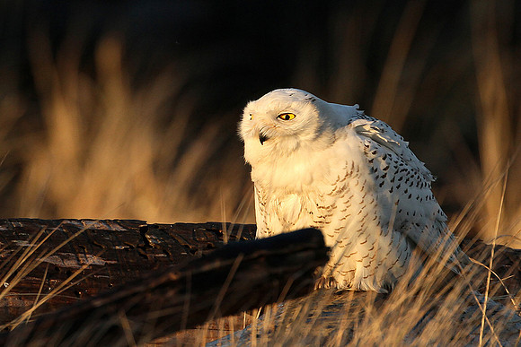 Snowy Owl