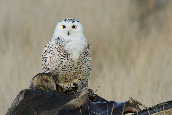 Snowy Owl