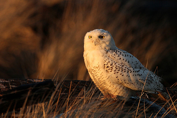 Snowy Owl