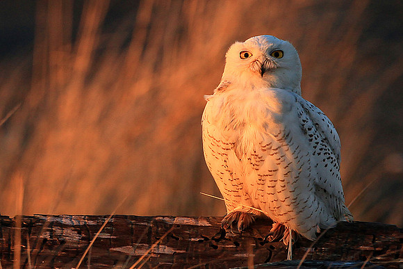 Snowy Owl