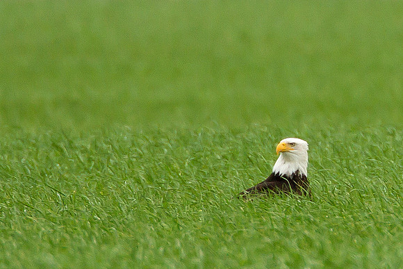 Bald Eagle