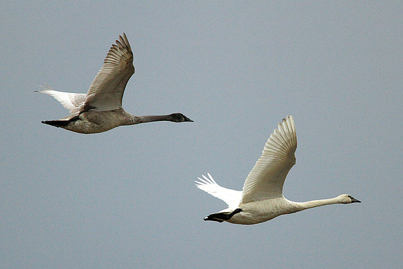Trumpeter Swans