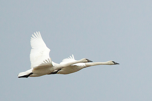 Trumpeter Swans