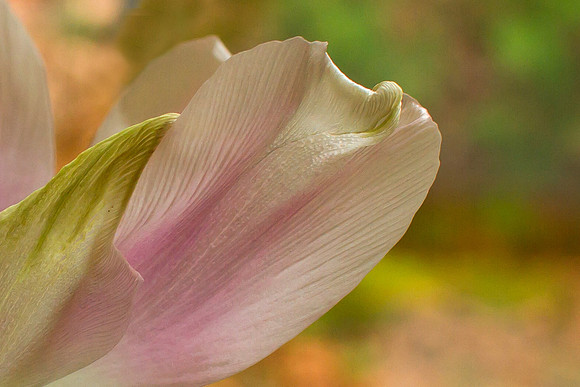 Tulip