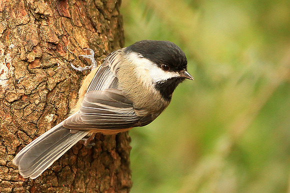 Black Capped Chickadee
