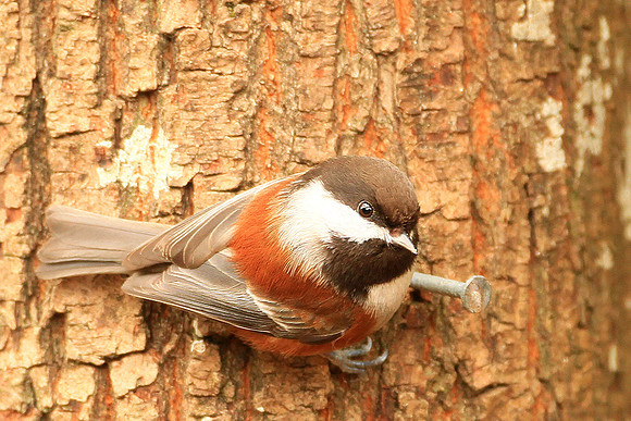 Chestnut Backed Chickadee