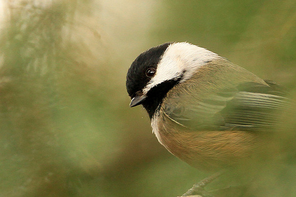 Black Capped Chickadee