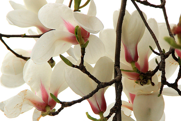 Magnolia Blossoms