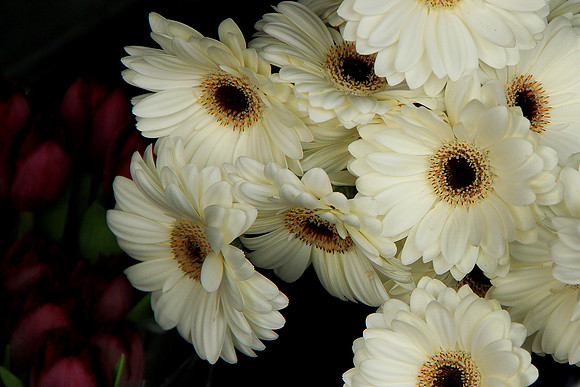 Daisies