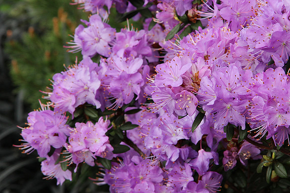 Purple Azalea
