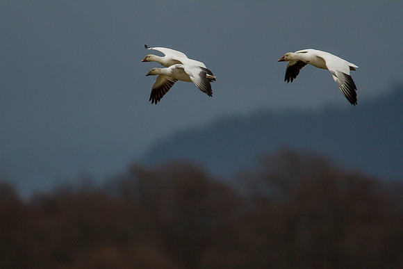 Snow Geese