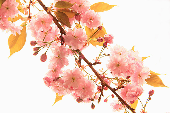 Cherry Blossoms