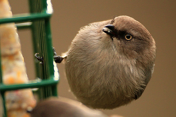 Bushtit At Feeder