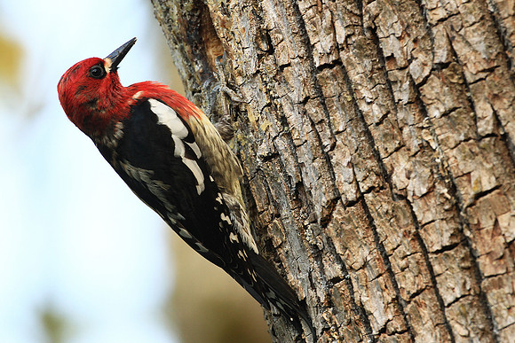 Red-Breasted Sapsucker