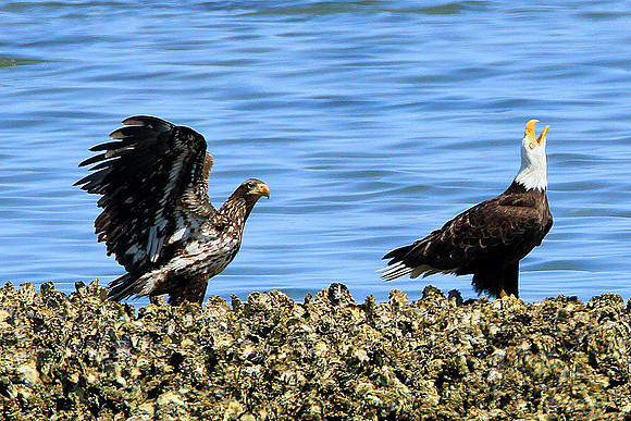 Bald Eagles
