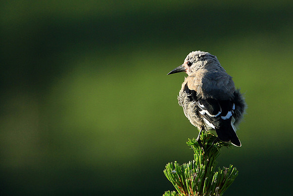 Clark's Nutcracker