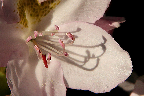 Rhododendron