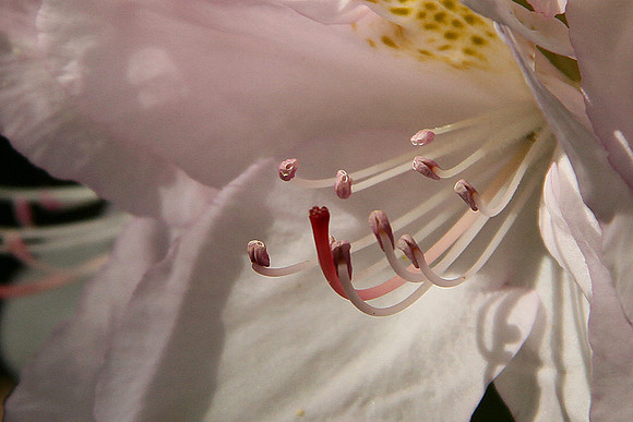 Rhododendron