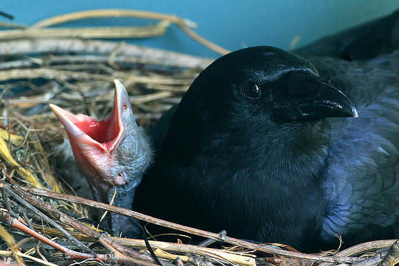 Mama Crow With Baby Crow