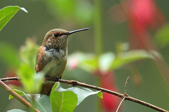 Rufous Hummingbird