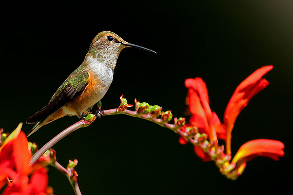 Rufous Hummingbird On Crocosmia Lucifer