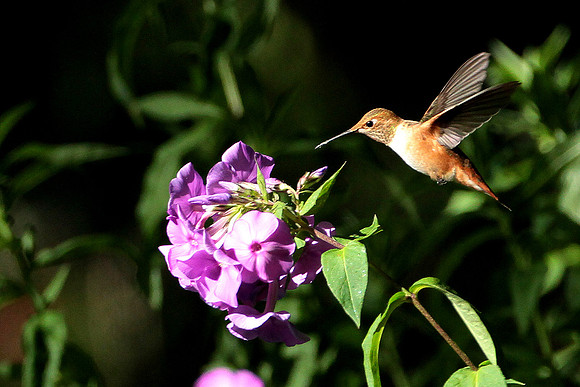 Rufous Hummingbird