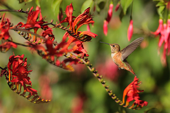 Rufous Hummingbird In Crocosmia Lucifer & Fuchsias