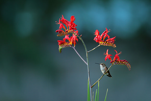 Rufous Hummingbird In Crocosmia Lucifer