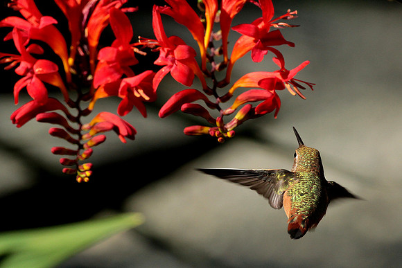 Rufous Hummingbird