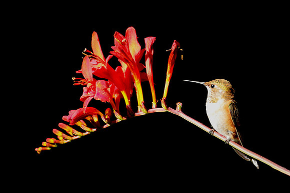 Rufous Hummingbird On Crocosmia Lucifer