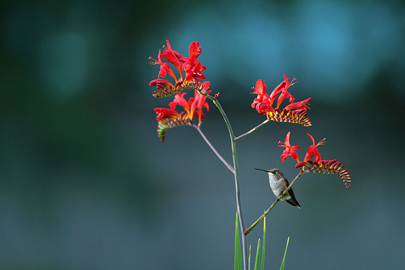 Rufous Hummingbird In Crocosmia Lucifer