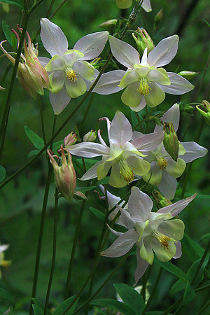 Columbine