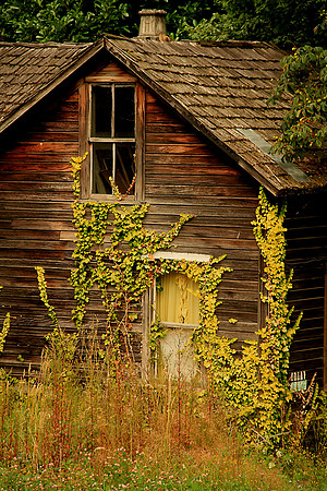 Old House With Ivy