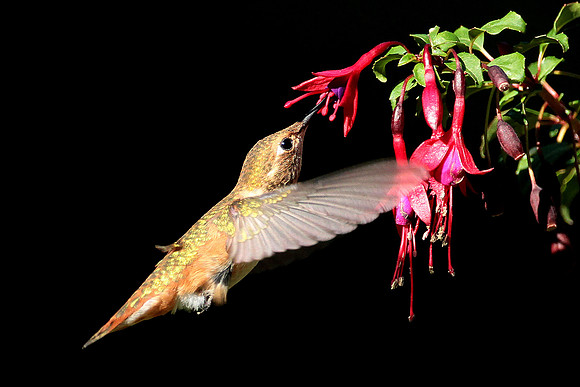 Rufous Hummingbird & Fuchsia