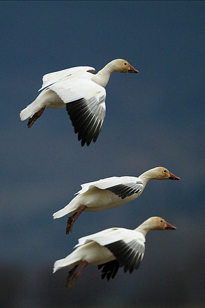 Snow Geese In Flight