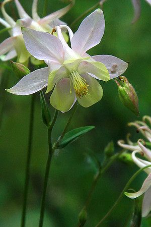 Columbine