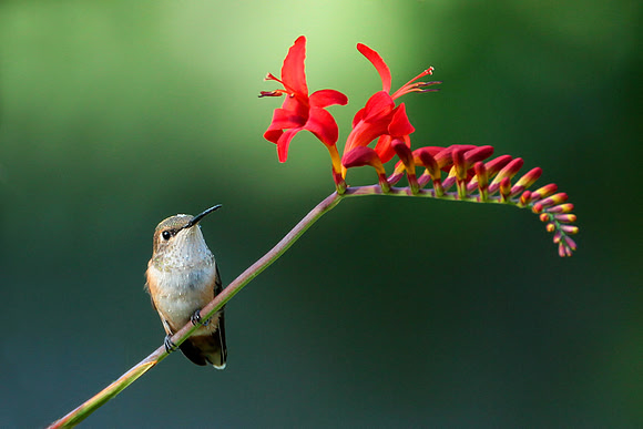 Rufous Hummingbird In Crocosmia Lucifer