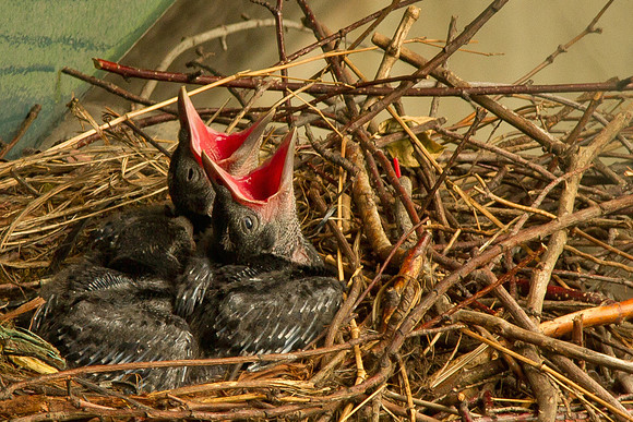 Baby Crows