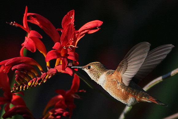 Rufous Hummingbird