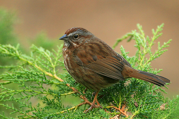 Song Sparrow