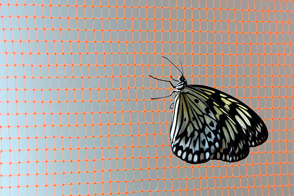 Butterfly On Net