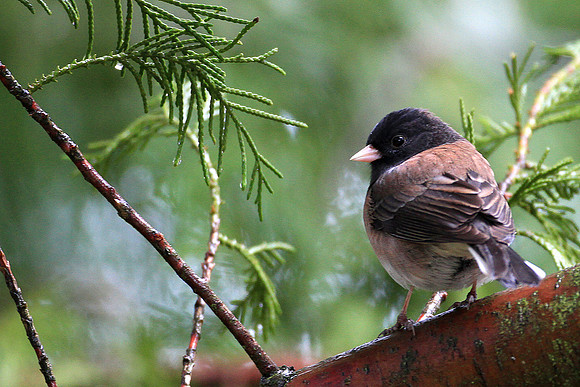 Dark-eyed Junco