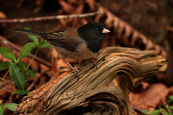 Dark-eyed Junco