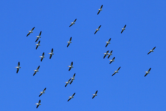 White Pelicans