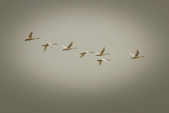 Trumpeter Swans