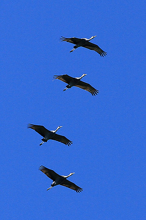 Sandhill Cranes