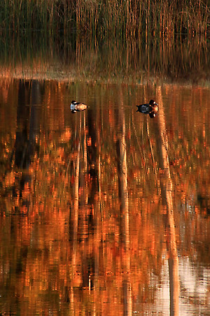 Autumn Reflection