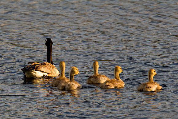 Adult Canadian Goose With Gosslings